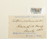 Fissidens osmundoides image