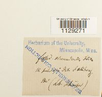 Fissidens osmundoides image