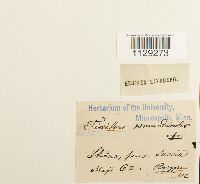 Fissidens osmundoides image