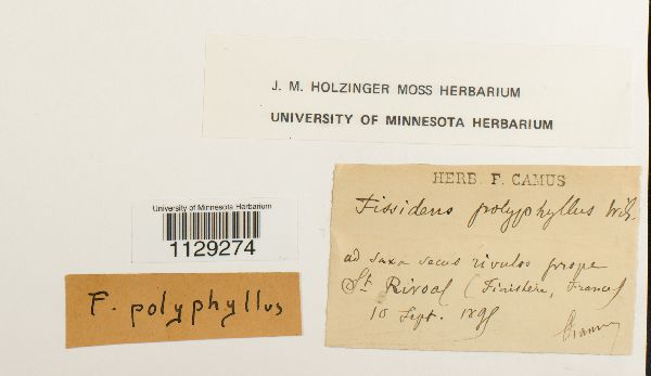 Fissidens polyphyllus image