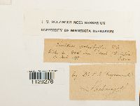 Fissidens polyphyllus image