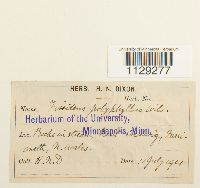 Fissidens polyphyllus image