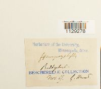 Fissidens polyphyllus image