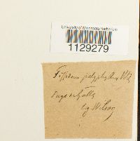 Fissidens polyphyllus image