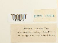 Fissidens polyphyllus image