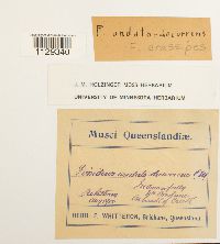 Fissidens crassipes image