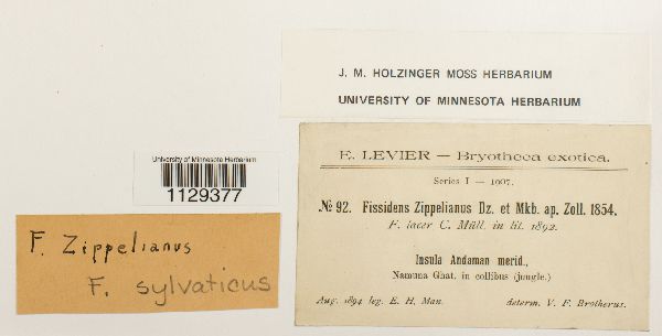 Fissidentaceae image