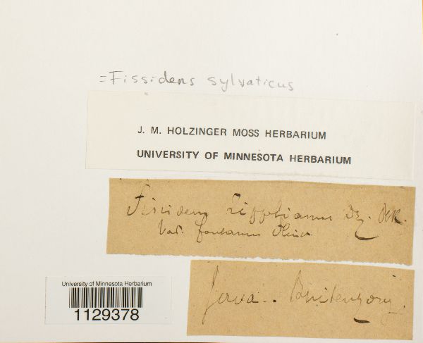 Fissidens image