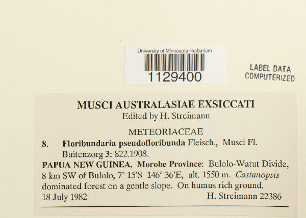 Floribundaria pseudofloribunda image