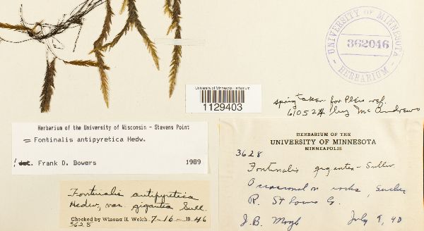 Fontinalis antipyretica image