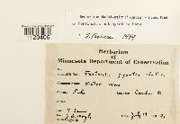 Fontinalis antipyretica image