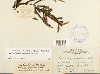 Fontinalis antipyretica image