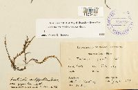 Fontinalis antipyretica image