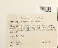 Fontinalis hypnoides image