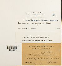 Fontinalis hypnoides image