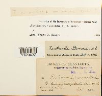 Fontinalis hypnoides image