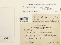 Fontinalis hypnoides image