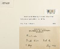 Fontinalis hypnoides image