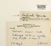 Fontinalis hypnoides image