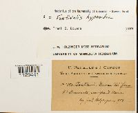 Fontinalis hypnoides image