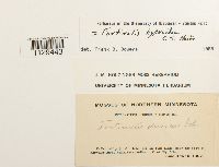 Fontinalis hypnoides image