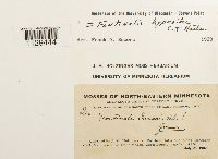 Fontinalis hypnoides image