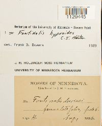 Fontinalis hypnoides image
