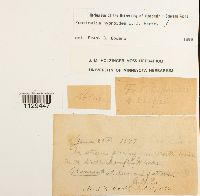 Fontinalis hypnoides image