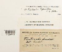 Fontinalis hypnoides image