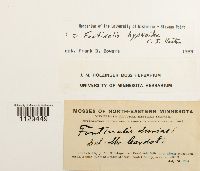 Fontinalis hypnoides image