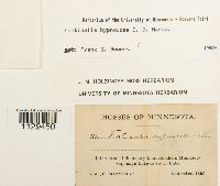 Fontinalis hypnoides image