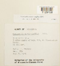 Fontinalis novae-angliae image