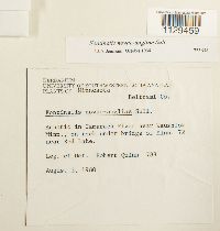 Fontinalis novae-angliae image