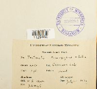 Fontinalis novae-angliae image