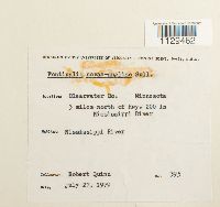 Fontinalis novae-angliae image