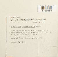 Fontinalis novae-angliae image