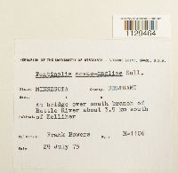 Fontinalis novae-angliae image