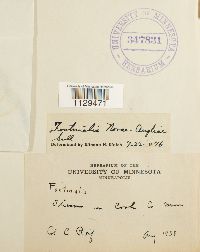 Fontinalis novae-angliae image