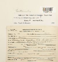 Fontinalis novae-angliae image