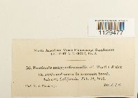 Fontinalis antipyretica var. antipyretica image