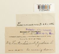 Fontinalis antipyretica image