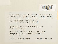 Fontinalis antipyretica image