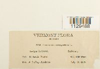 Fontinalis antipyretica image