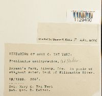 Fontinalis antipyretica image