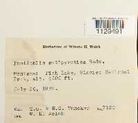 Fontinalis antipyretica image