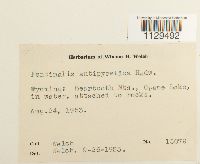 Fontinalis antipyretica image