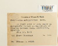 Fontinalis antipyretica image