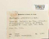 Fontinalis antipyretica image