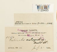 Fontinalis antipyretica image