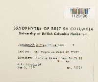 Fontinalis antipyretica image